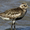 Grey Plover 1st Summer Hope overwinter here<br />Canon EOS 7D + EF300 F2.8L III + EF1.4xII